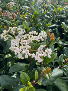 Celebrate the May Bank Holidays at Leabrook Garden Centre –